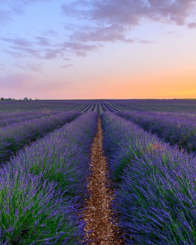 💜 Pas besoin de partir en Provence pour admirer des champs de lavande ! Chaque été, un souffle parfumé traverse les plaines de Verdes (Beauce la Romaine), en plein cœur de la Beauce céréalière.

🪻 Le lavandin y a fait son apparition en 2017. Cousin de la lavande, il s’épanouit à basse altitude, sur des terres pierreuses, baignées de soleil.

📍 Envie de découvrir cette floraison de plus près ? Suivez notre sentier de randonnée « La vallée de l’Aigre et du lavandin » (14,8 km / env. 3h15) : un parcours au cœur des paysages beaucerons, ponctué de couleurs et de senteurs estivales.

📸 @florian_wizi 
#terresduvaldeloire