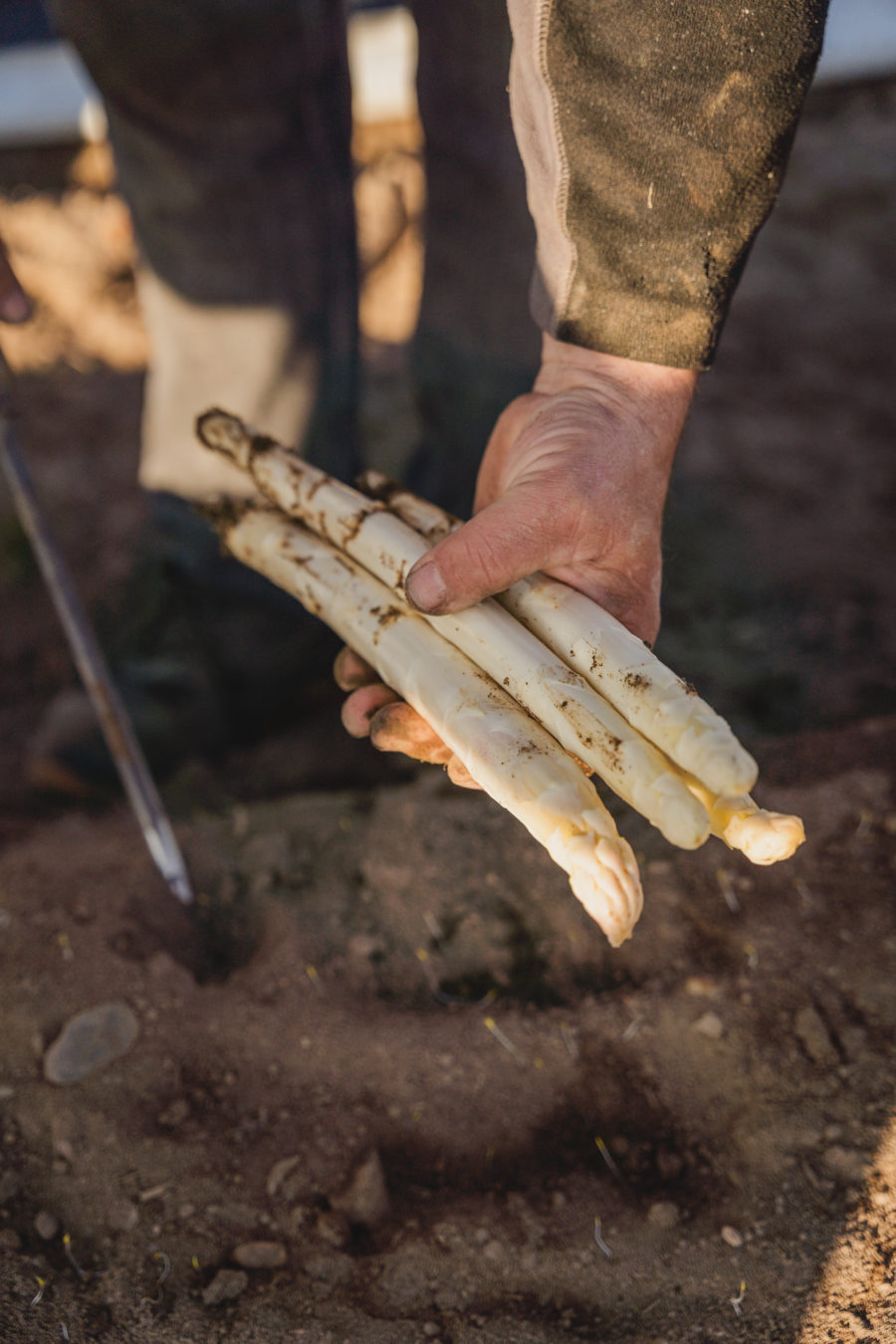 Mon carré d'asperges